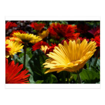 Gorgeous Gerbers Postcard