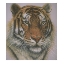 Gorgeous Green Eyed Tiger Poster Photographic Print