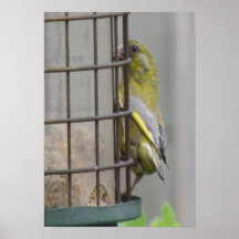 Gorgeous Greenfinch Print