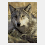 Gorgeous Grey Wolf cards