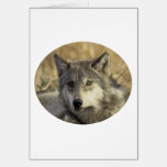 Gorgeous Grey Wolf cards