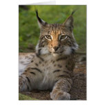 gorgeous lynx resting greeting card