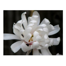 Gorgeous Magnolia Centennial Postcard