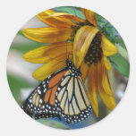 Gorgeous Monarch Butterfly on Sunflower Round Stickers