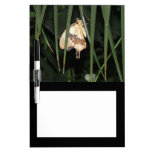 Gorgeous Moth Memo Board Dry Erase Boards