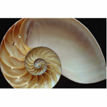 Gorgeous Nautilus shell Photo Sculpture