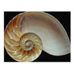 Gorgeous Nautilus shell Post Cards