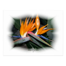 Gorgeous Petals 29 Post Card