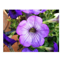 Gorgeous Purple Petunia Post Card