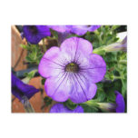 Gorgeous Purple Petunia postcards
