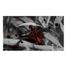 GORGEOUS RED DRAGONFLY - Business Card Template