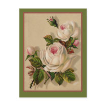 Gorgeous Redoute White Roses Postcards