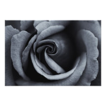 Gorgeous Rose in Black & White Art Photo