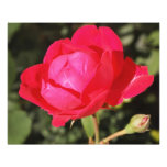 Gorgeous Rose Photo