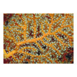 Gorgonian feeding in heavy currents custom invitations