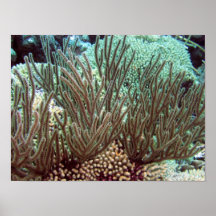 Gorgonian Poster