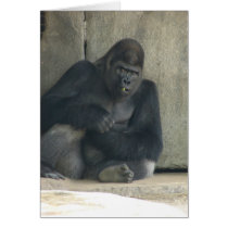 Gorilla