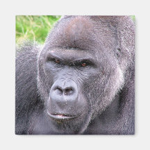 Gorilla Magnet