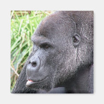 Gorilla Magnet