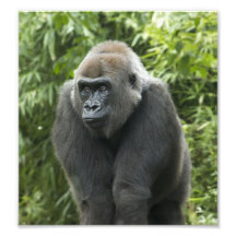 Gorilla Photo