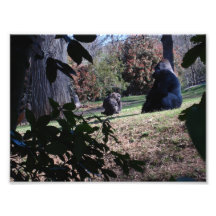 Gorilla Photo