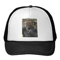 gorilla picking his nose - eeeewwwwwwww! hats