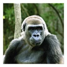 Gorilla Profile Invitation