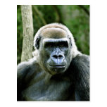 Gorilla Profile Postcard