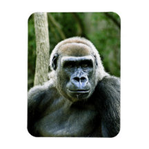 Gorilla Profile Premium Magnet
