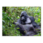 Gorillas- Rwanda Postcard