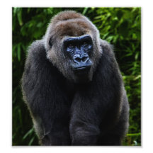 Gorille Photo Sur Toile