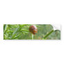 Gorse Beetle Bumper Stickers