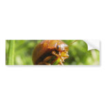 Gorse Bug Macro Bumper Sticker