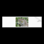 goshawk bumper stickers