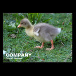 Gosling 02 business cards