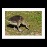 Gosling (Bordered) business cards