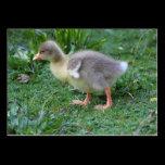 Gosling business cards