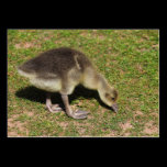 Gosling business cards
