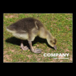 Gosling business cards