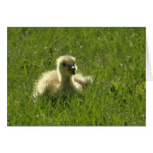 Gosling Cards