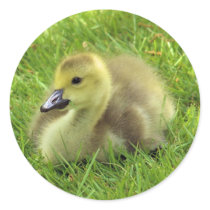 Gosling Round Sticker