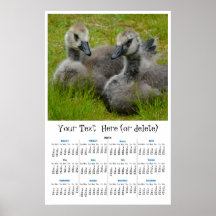 Goslings in the Grass 2011 yearly wall  calendar Print