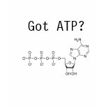Got ATP? T-shirt