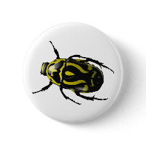 Got Bugs-Wild Coloured Beetle