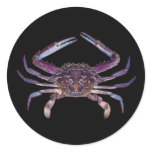 Got Crabs? nice sea crab-dinner time