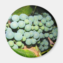 Got Grapes Magnets