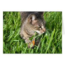 Gotcha! Cat and Monarch Cards
