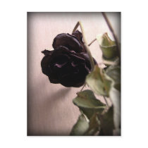 Gothic Dead Rose Postcards