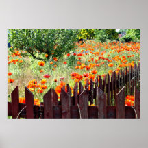 Gotland Island Sweden Poppies Orange Flowers Fence Posters