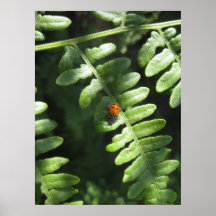 Gotta Love Ladybugs (1) Poster